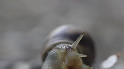 Snail head with shell close up Vídeos de archivo 154437759