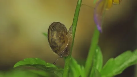 Snail heading down viola stalk macro Video stock 141229874