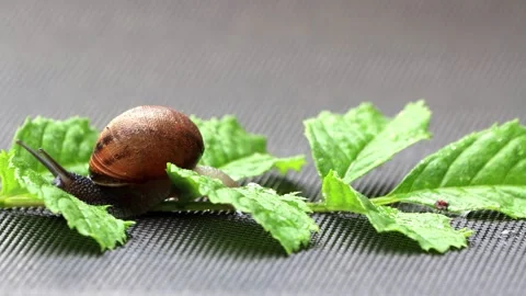Snail Helix pomatia on green leaf, timelapse Video stock 247441453