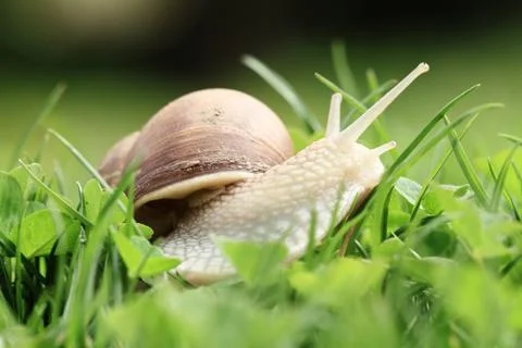 Snail (Helix pomatia) Stock Photos