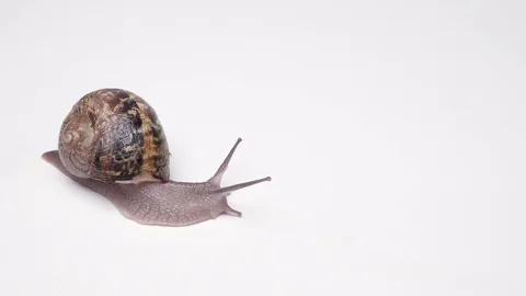 Snail helix with a shell on the back slowly crawling on a white background Stock Footage 96031671