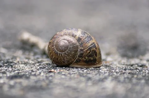 Snail HIbernating Stock Photos