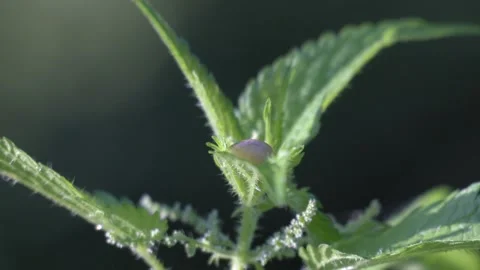 Snail Hidden Among Stinging Nettle Leaves Swaying in Wind Video stock 343535202
