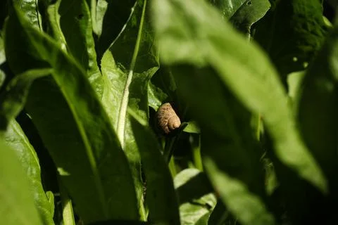 Snail hidden between leaves with macro lens Stock Photos
