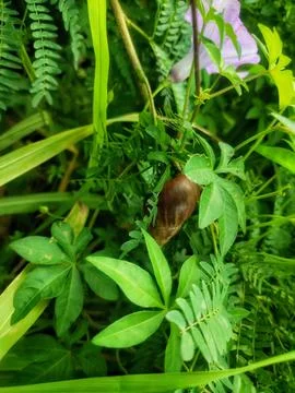 Snail hide on plant Stock Photos