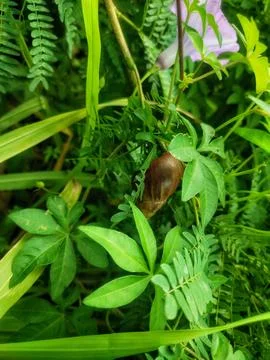 Snail hide on plant Stock Photos