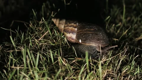 The snail hides in the shell in the grass Video stock 227841989