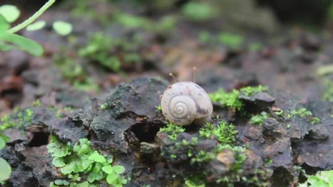 Snail hiding behind it's shell Stock Footage 159791076
