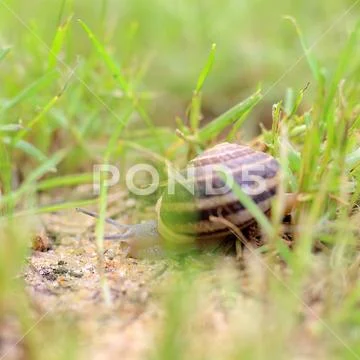 Snail Hiding Between Grass Stock Photos