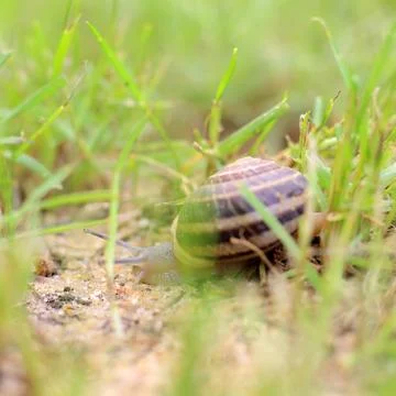 Snail Hiding Between Grass Stock Photos