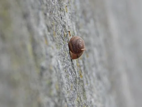 Snail is hiding in its shell on the wall, closeup Stock Photos