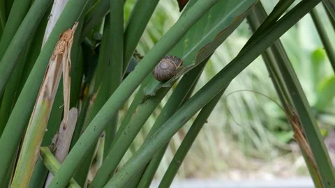 Snail hiding peacefully Stock Footage 166819522