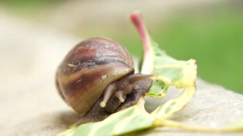 Snail hiding in shells Stock Footage 34383895