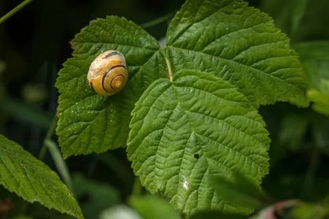 Snail with house on a green leaf Stock Photos