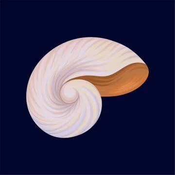 Snail house or shell, empty shell of a sea mollusk vector Illustration on a dark Illustrazione stock
