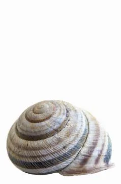 Snail house shell Stock Photos