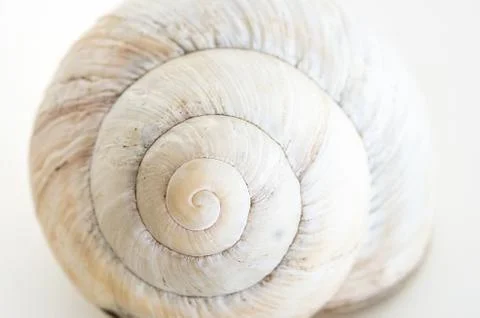 Snail house shell Fotos de archivo