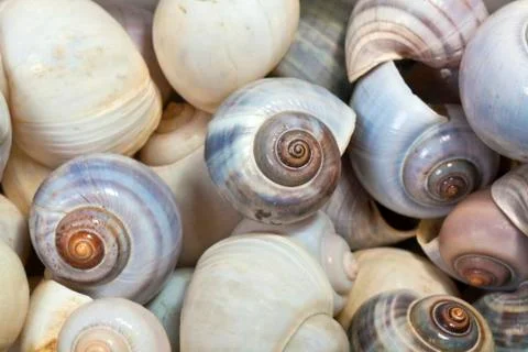 Snail housing Stock Photos