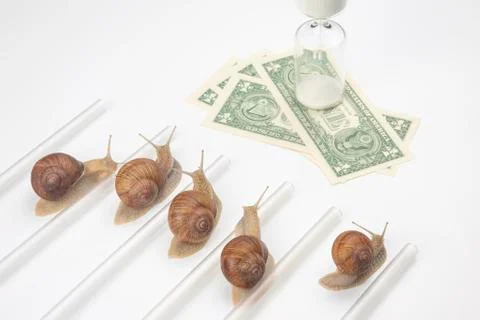 The snail is in a hurry to win in speed for the right to receive money. compe Stock Photos