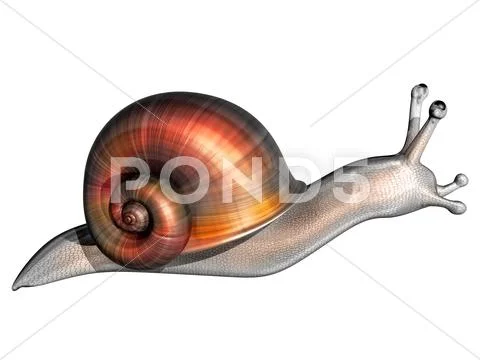 Snail Stock Illustration