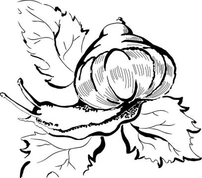 Snail Stock Illustration