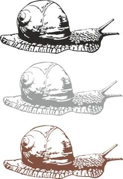 Snail Stock Illustration