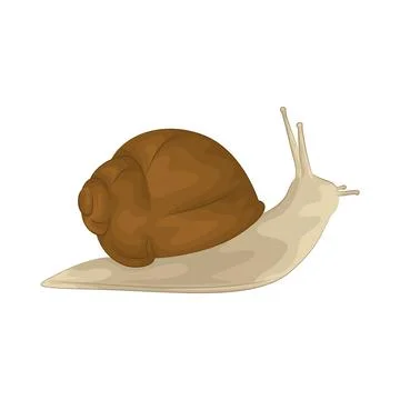 Snail illustration Stock Illustration