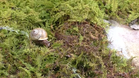 Snail insect moving over lush green moss and mossy ferns Stock Footage 169259504