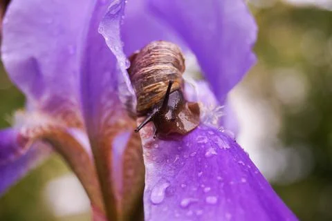 Snail on an iris flower. Blurred background. Selective focus. Drops after the Stock Photos