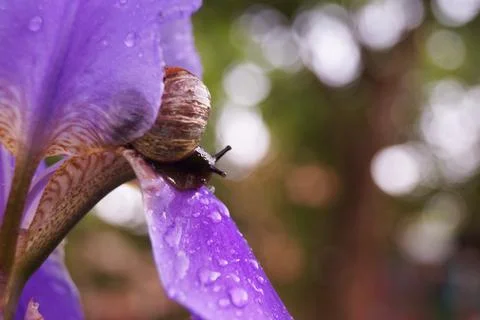 Snail on an iris flower. Blurred background. Selective focus. Drops after the Stock Photos