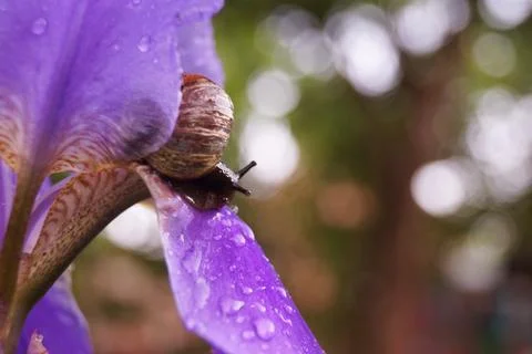 Snail on an iris flower. Blurred background. Selective focus. Drops after the Foto stock