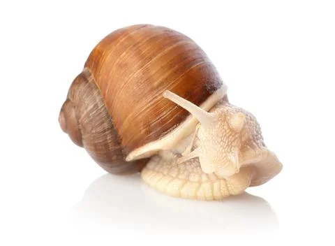 Snail isolated Stock Photos