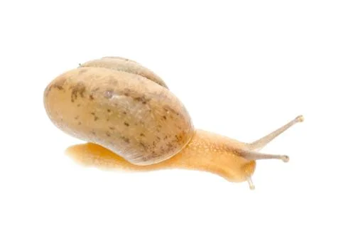 Snail isolated Stock-Fotos