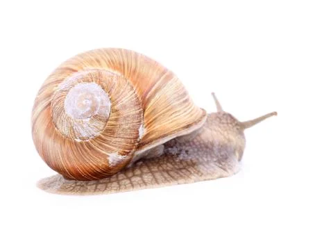 Snail isolated Stock Photos