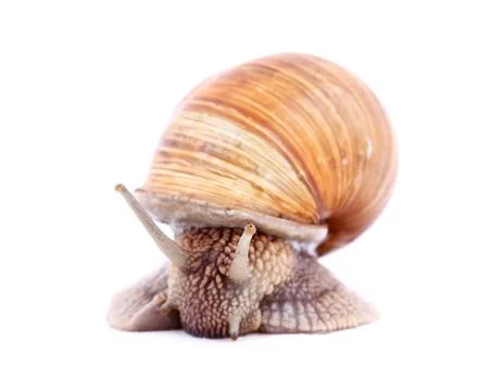 Snail isolated Stock Photos