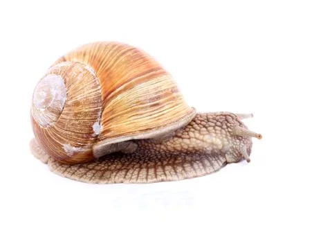 Snail isolated Stock Photos