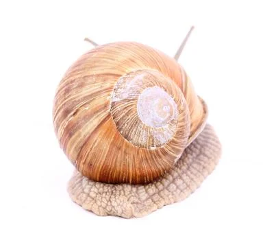 Snail isolated Stock Photos