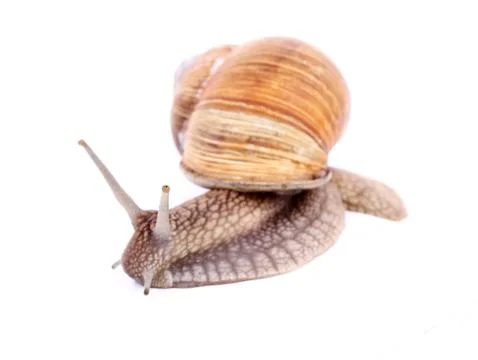Snail isolated Stock Photos