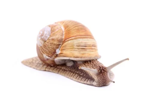 Snail isolated Stock Photos