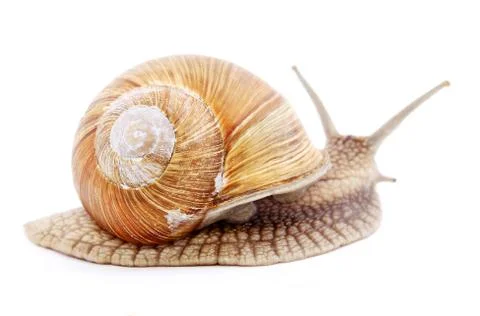 Snail isolated Stock Photos
