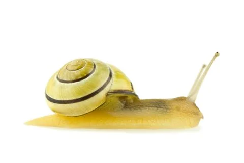 Snail isolated Stock Photos