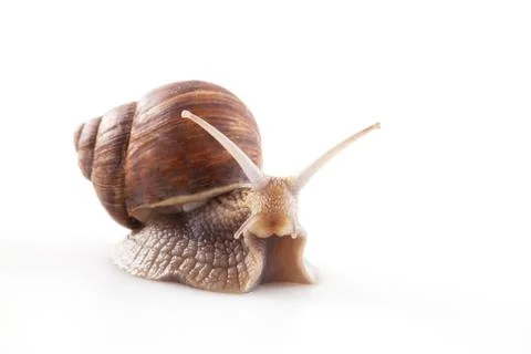 Snail isolated on white background Stock Photos