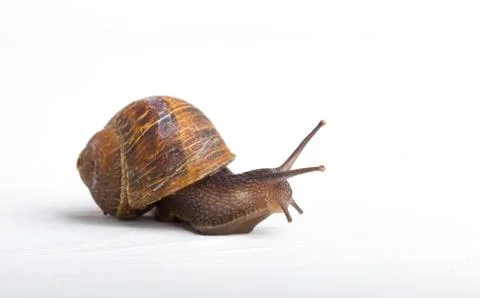 Snail isolated on a white background Stock Photos