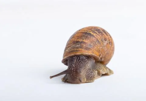 Snail isolated on a white background Stock Photos