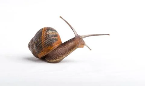 Snail isolated on a white background Stock Photos