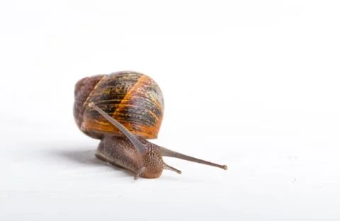 Snail isolated on a white background Stock Photos