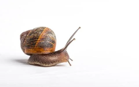 Snail isolated on a white background Stock Photos