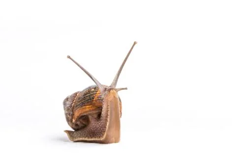 Snail isolated on a white background Stock Photos