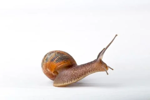 Snail isolated on a white background Stock Photos