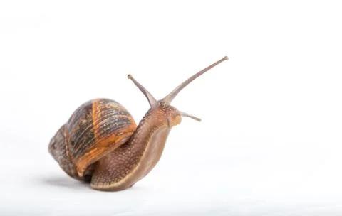 Snail isolated on a white background Stock Photos